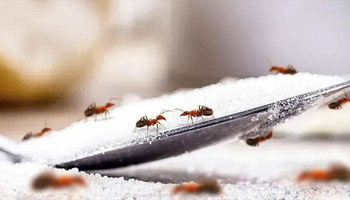 Ant Control Service