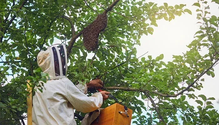 Bee Removal Sydney