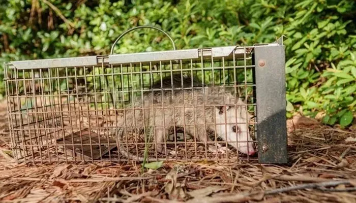 Possum Removal Service