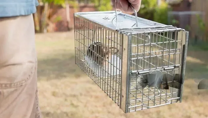 Rodent Control Service