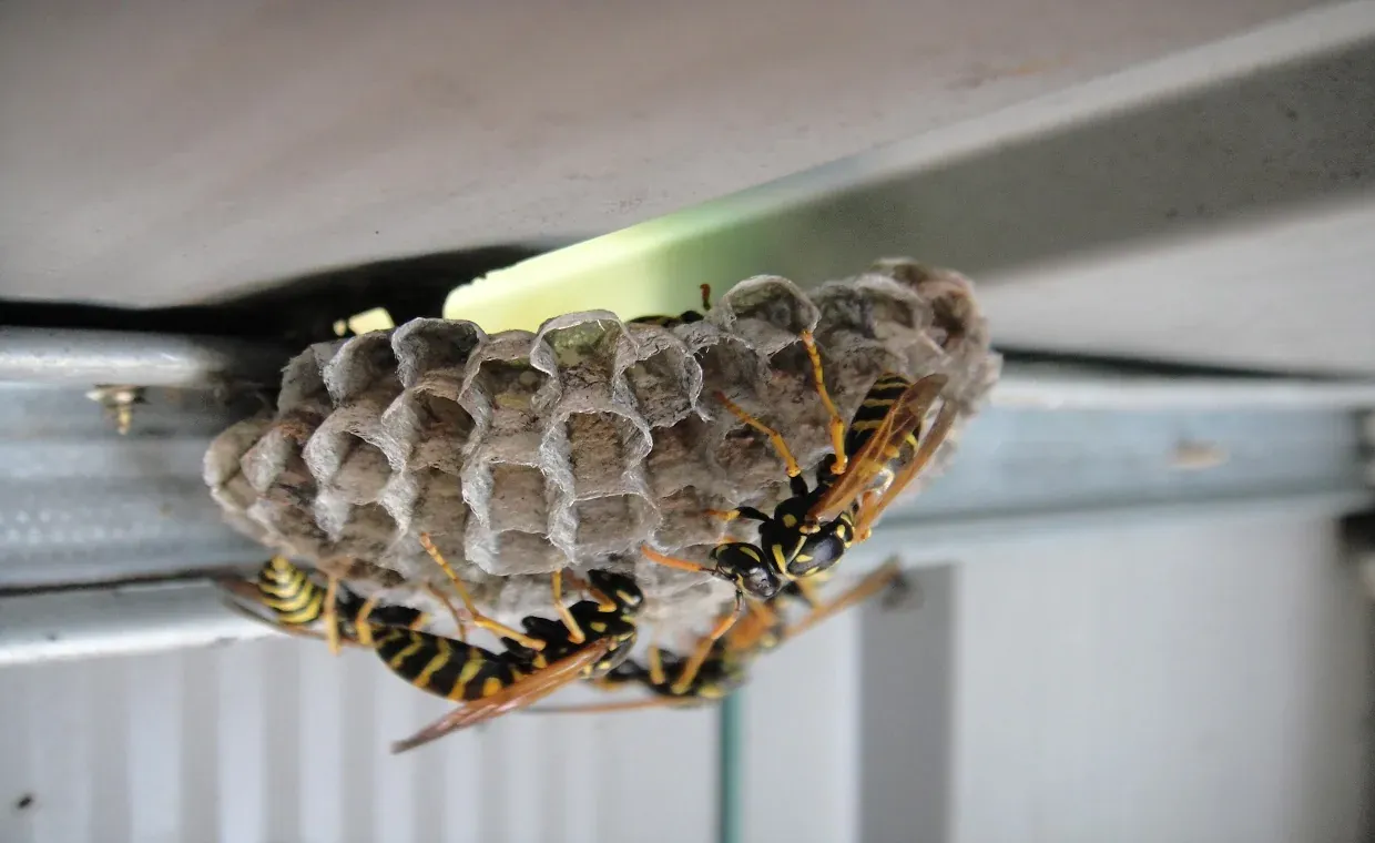 Wasp Removal Sydney