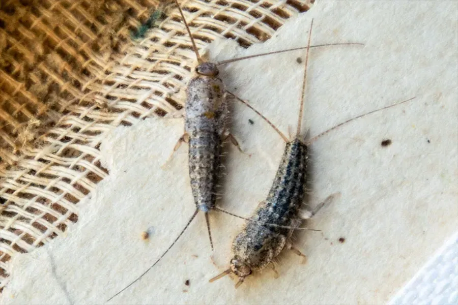 Silverfish Control Sydney
